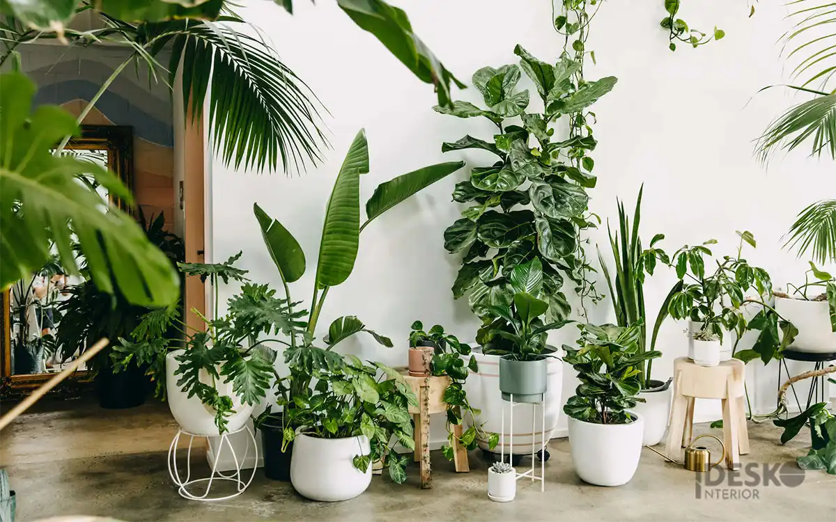 Bố trí cây cảnh trong văn phòng có tác động tích cực đáng kể đến hiệu suất làm việc