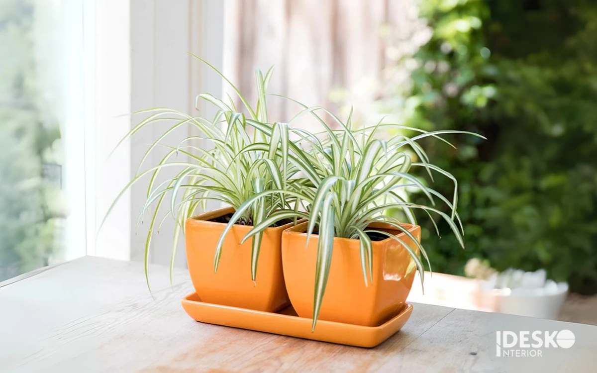 Chậu cây cảnh cần có lỗ thoát nước và đĩa lót