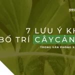 7 lưu ý khi bố trí cây cảnh trong văn phòng xanh