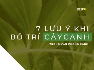 7 lưu ý khi bố trí cây cảnh trong văn phòng xanh