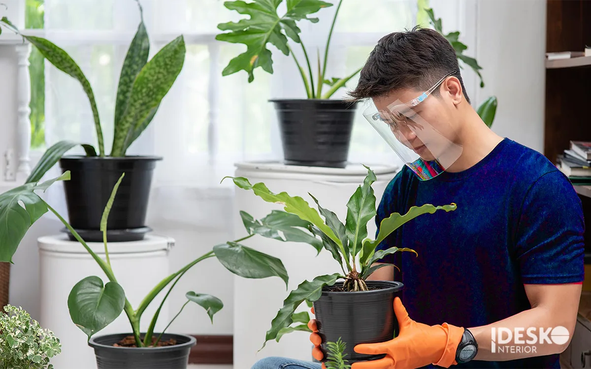 Dịch vụ chăm sóc cây cảnh văn phòng chuyên nghiệp